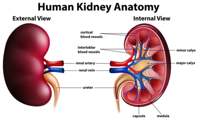  Kidney Disease